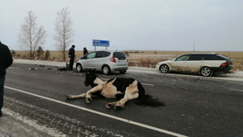 В Ивановском округе водитель сбил лошадь