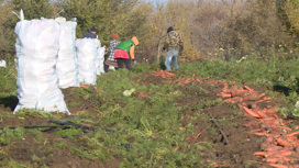 Волгоградские овощеводы в ускоренном темпе завершают уборку урожая