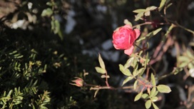 В сочинский "Дендрарий" привезли более 1500 крымских роз