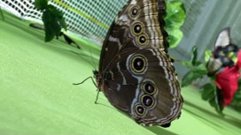 В Краснодаре появилась на свет гигантская бабочка