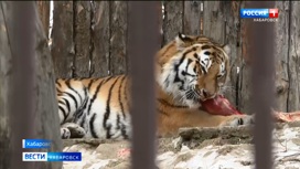 Новые привычки Шторма: как амурский тигр из Москвы адаптировался к исторической родине