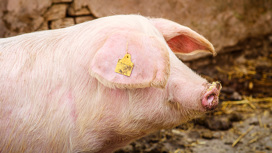 Украинское зерно скормили испанским свиньям, а не отправили в страны Африки