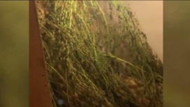 Житель региона хранил на дачах более 3 килограммов марихуаны