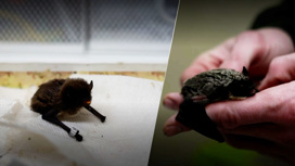 Более 200 летучих мышей перезимуют в Московском зоопарке