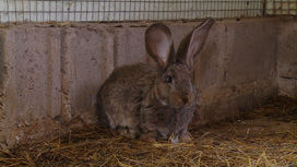 Фермер из Волгоградской области выводит адаптированную к местным условиям породу кроликов