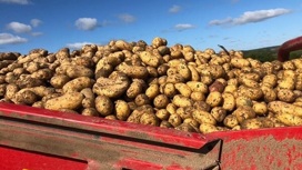 Союз участников рынка картофеля и овощей обсуждает возможность поставлять российским торговым сетям свеклу и картофель нестандартных размеров