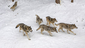 Стая волков — это семейная группа, возглавляемая парой самых сильных и смелых особей.