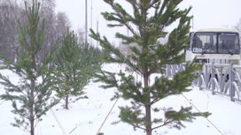 В Первоуральске, несмотря на холода, продолжается озеленение города