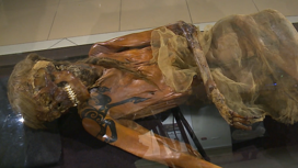 В новосибирском музее впервые представили мумию древнего алтайского воина