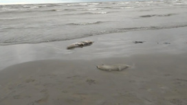 В Дагестане расследуют гибель 700 тюленей