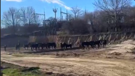 В Кисловодске на "штафстоянку" эвакуируют табун лошадей