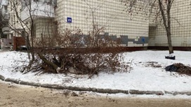 Прокуроры заставили коммунальщиков спилить аварийные деревья возле жилых домов в Краснообске