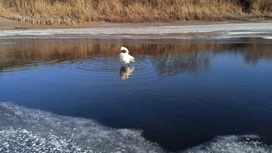 В Шемышейском районе спасли раненого лебедя-шипуна