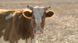 Похитителям коров в Волгоградкой области грозит до шести лет тюрьмы