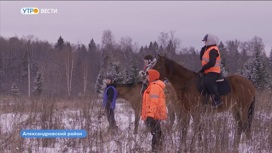 Во Владимирском регионе у волонтеров отряда "Лиза Алерт" появились лошади
