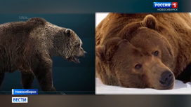 Предков современных бурых медведей нашли по ДНК новосибирские ученые