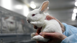Московский зоопарк не советует дарить кроликов на Новый год
