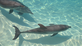 У выброшенных на берег дельфинов заподозрили болезнь Альцгеймера