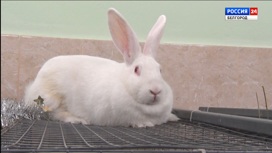 Символ года: как живут кролики в виварии Белгородской испытательной лаборатории