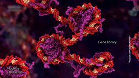 Двойная спираль ДНК – не единственный ключ к генам человека