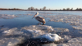 В Астраханской области спасли застрявшего во льдах краснокнижного пеликана