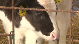 В Среднеахтубинском районе владелец молочной фермы решил приобрести 2 000 коров мясной породы