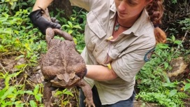 Самая большая в мире тростниковая жаба найдена в Австралии