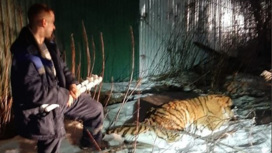 В Рязани тигрица сбежала с частной территории и напала на мужчину