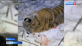 Смотрите в 21:05. Поймали тигра в черте города Вяземский охотоведы из Хабаровска
