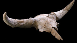 Один из наиболее хорошо сохранившихся черепов бизона из пещеры Куэва-дес-Кубьерта.