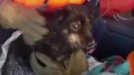 Голодную и замерзающую на острове собаку доставили на берег аэроботом