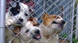 Во Владимирской области в "приюте для животных" содержали собак с грубыми нарушениями