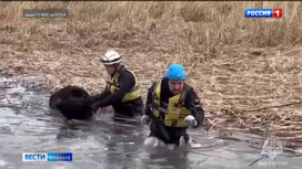 Сотрудники МЧС спасли двух коров, провалившихся под лед в Заманкуле