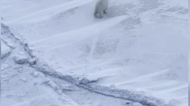 Семья белых медведей пришла посмотреть на ледокол и попала на видео