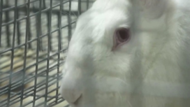 Разработаны новые ветеринарные правила для кролиководческих хозяйств