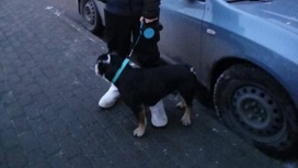 Домашняя собака дважды за прогулку атаковала детей в Подмосковье
