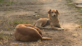 В Астрахани женщину обязали выселить из квартиры 35 собак