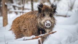 7 февраля в Белгородской области подведут итоги зимнего учета копытных животных