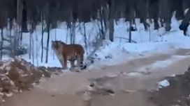 Водитель тяжелой техники снял в лесу тигра недалеко от бытовки рабочих