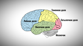 Каждое полушарие мозга состоит из четырёх долей с разными функциями.