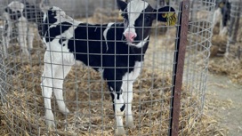 Аграрии Мордовии наращивают показатели по производству молока