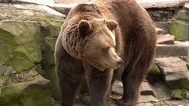 С весной в калининградском зоопарке проснулся бурый медведь Фима