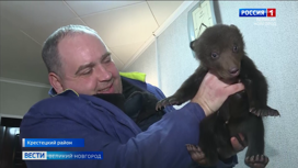 Спасение медвежат в Крестецком районе