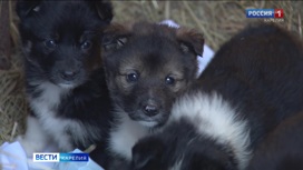 Карельские волонтеры спасли щенков, брошенных умирать от холода