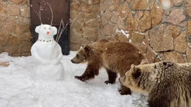 Ушастая снежная баба напугала медведей в зоопарке Челябинска