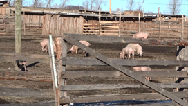 В Минусинском районе погибло более 30 свиней