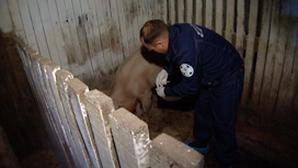 Случаев заражения африканской чумой свиней в Иркутской области не зафиксировано