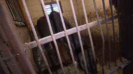 Истощенные лошади страдают в незаконной конюшне в Ново-Переделкине