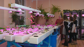 Ученики 49 школы г. Слюдянки выращивают растения без земли по методу аквапоника