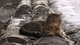 Минсельхоз в Челябинской области запретил подкармливать бездомных животных